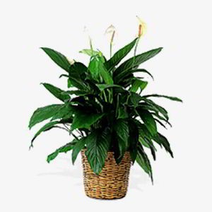 Denville Florist | Peace Lily