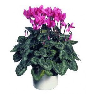 Denville Florist | Cyclamen