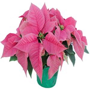 Denville Florist | Pink Poinsettia