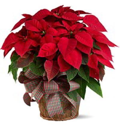 Denville Florist | Large Red Poinsettia