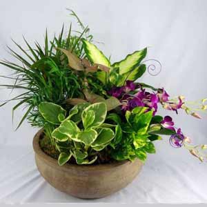 Denville Florist | Dendrobium Garden 