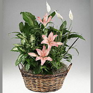 Denville Florist | Lily Garden