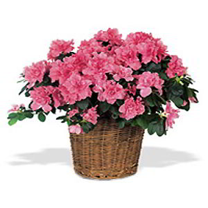 Denville Florist | Pink Azalea